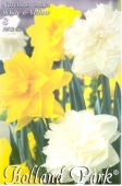 Bulbi de toamna narcisa duo flori involte Galben-Alb