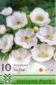 Bulbi de toamna anemone de Caen Bride