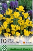 Bulbi de toamna iris danfordiae