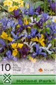 Bulbi de toamna iris reticulata mix de culori