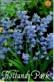 Bulbi de toamna hyacinthoides hispanica