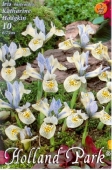 Bulbi de toamna iris histroides Katharine Hodgkin