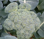 Seminte broccoli
