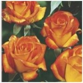 Trandafiri polyantha Animo