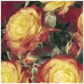 Trandafiri polyantha Rumba