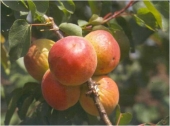 Pomi fructiferi cais Cegledi Piroska
