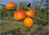 Pomi fructiferi cais Uriasa de Cegled