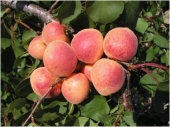 Pomi fructiferi cais unguroaica de Gönc