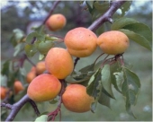 Pomi fructiferi cais Bergeron