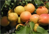 Pomi fructiferi cais Pannonia