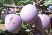 Pomi fructiferi prun Althan Renclod