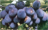 Pomi fructiferi prun Cacanska Rodna