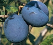 Pomi fructiferi prun Bluefree