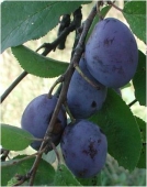 Pomi fructiferi prun Bistrita