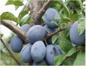Pomi fructiferi prun Tuleu gras