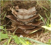 Cutie pentru cultivat ciuperci Pleurotus in gradina (Pleurotus hybrida