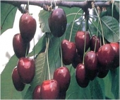 Pomi fructiferi cires Germesdorfi