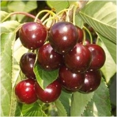 Pomi fructiferi cires Kordia