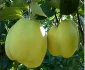 Pomi fructiferi gutui Bereckzi
