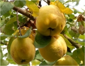 Pomi fructiferi gutui Moldovenesti