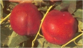 Pomi fructiferi nectarin Flavortop