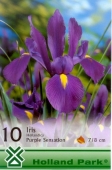 Bulbi iris hollandica Purple Sensation