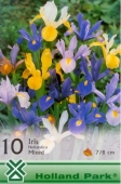 Bulbi iris hollandica Mix de culori