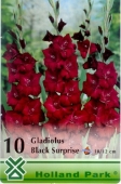 Bulbi de primavara gladiolus Black Surprise