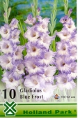 Bulbi de primavara gladiolus Blue Frost