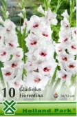 Bulbi de primavara gladiolus Fiorentina
