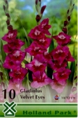 Bulbi de primavara gladiolus Velvet Eyes
