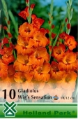 Bulbi de primavara gladiolus Wing s Senzations