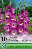 Bulbi de primavara gladiolus Windsong