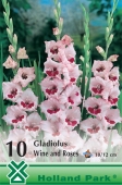 Bulbi de primavara gladiolus Wine and Roses