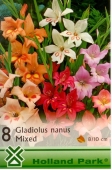 Bulbi de primavara gladiolus Nanus