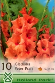 Bulbi de primavara gladiolus Peter Pears