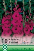 Bulbi de primavara gladiolus Plumtart