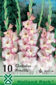 Bulbi de primavara gladiolus Priscilla