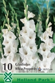 Bulbi de primavara gladiolus White Prosperity