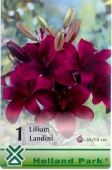 Bulbi de primavara lilium Landini
