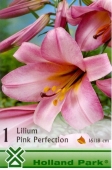 Bulbi de primavara lilium Pink Perfection