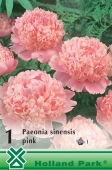Bulbi de primavara paeonia sinensis Roz