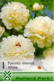 Bulbi de primavara paeonia sinensis Alb