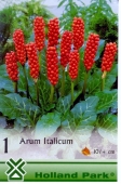 Bulbi de primavara  Arum Italicum