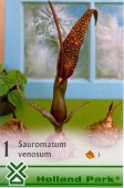 Bulbi de primavara Sauromatum Venosum