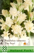 Bulbi de primavara Polianthes Tuberosa