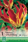 Bulbi de primavara Gloriosa Rotschildiana