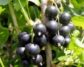 Arbusti fructiferi coacaz negru Fertodi